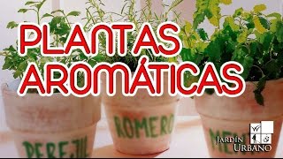 Como sembrar plantas aromaticas en casa [upl. by Greenwood354]