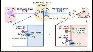 Autonomic Pharmacology L2 Cholinergic  Parasympathomimetics drugs [upl. by Sheeree]