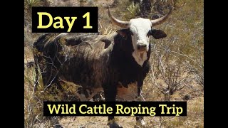 Setting up camp amp roping wild cattle before sunset DAY 1 [upl. by Nirehtak]