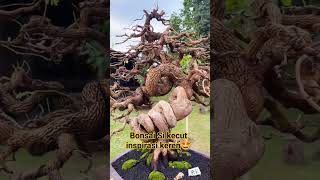 bonsai si kecut inspirasi [upl. by Arawaj285]