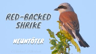 Redbacked Shrike Lanius collurio ♂ 07 [upl. by Retnyw]