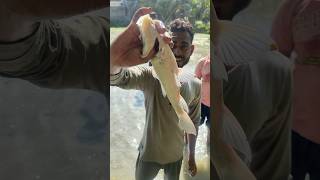 আজকে আমরা জমির জল মেরে মাছ ধরলাম 🐟🐟fishing fish shots shortfeed youtube minivlog shortvideo [upl. by Innavoig]