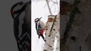 Buntspecht greatspottedwoodpecker bird specht woodpecker shortsfeed naturschutz nature [upl. by Wilhide]