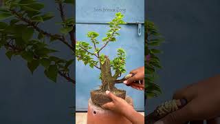 Bougainville Bonsai part  1  Bonsai Tree  Sani Bonsai Zone bonsai garden [upl. by Euell303]