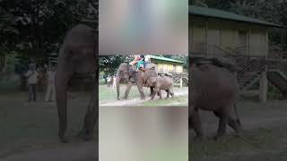 gorumara elephant camp elephantlovers viralvideo shortsfeed youtubesarch Dooars [upl. by Gnaoh]