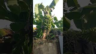 Pisang Cavendish milik tetangga a neighbors Cavendish banana 🙏🙏 [upl. by Yartnoed]