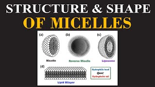 Struture amp Shape of Micelles Part 02  Mechanism of Action of Micelles  ChemClarity [upl. by Estella]