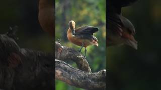 Lesser whistling duck bird photography nikon nikond7500 [upl. by Franciska]