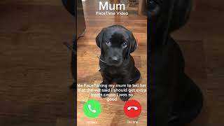 Was I a good dog 🥹 labradoretriever puppy dog dogs labrador cute funny pets [upl. by Kelsey]