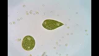 Euglena crawling and swimming [upl. by Nitaf]