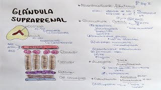 Glándula suprarrenal Aldosterona Cortisol DHEA Androstenediona [upl. by Deanne]