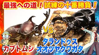 【どっちが強い試練の十番勝負編 】第6戦 カブトムシVSタランドゥスオオツヤクワガタ 昆虫バトル [upl. by Adnirem]