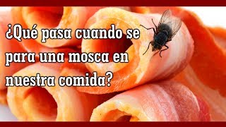 ¿Qué pasa cuando se para una mosca en tu comida [upl. by Eesac477]