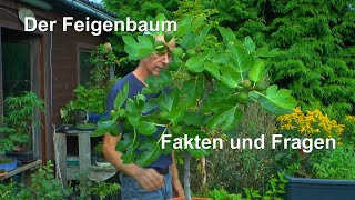 Feigenbaum Die echte Feige als Topfpflanze Fakten zur Pflege und Fragen zur Ernte der Essfeige [upl. by Adnanref]