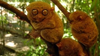 Tarsier Primate  The Littlest Alien [upl. by Philemol]