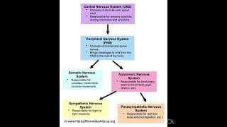 Human anatomy physiology narvas system details cocomelon offixial smartphone offical ytchannel [upl. by Crim155]