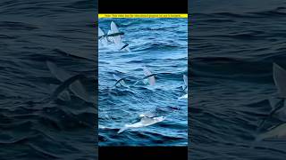 Why cant hunters recognize this finned fish🧐😱shortvideo amazingfacts [upl. by Pammi]