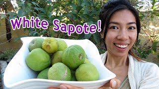 Eating Exotic White Sapote [upl. by Esinart497]