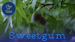 Tree of the Week Sweetgum [upl. by Notliw868]