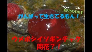 不思議生物！ウメボシイソギンチャク（Actinia equina）の開花？！Beadlet anemone flowering⁈ [upl. by Manvell287]