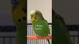 Wanna Dance Boba  Boba the Budgie  Talking Parakeet shorts [upl. by Easter]