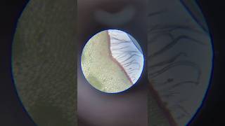 Leaf Petiole TS Under Microscope shorts microscope microscopeshorts microscopevideos petiole [upl. by Aketahs]