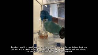 STB 3053  Lab 1  Video 3 how the absorbance measurement of fermentation samples is carried out [upl. by Finny274]