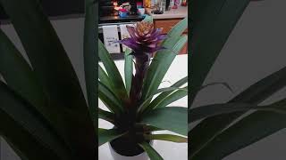 bromeliad houseplant care tutorial plants gardening garden plant flower flowers planting [upl. by Neirual]