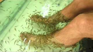 In Bangkok My Feet are Fish Food [upl. by Yesllek482]