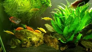 Should You Buy More Schooling Fish When Some Die [upl. by Airret234]