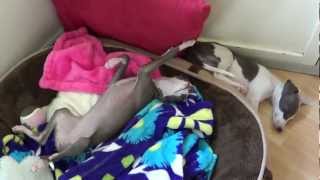 Italian Greyhound Puppies 1st few days together  Shimmer amp Sparkle Dogumentary [upl. by Brufsky]