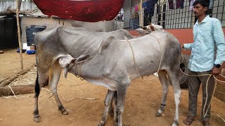 Gorgeous Hallikar Bull calf belongs to young farmer Ravi Kumar [upl. by Etteb789]