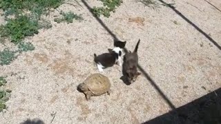 Estos gatitos invaden el terrario de mis tortugas🐱🐢😱 [upl. by Nason]