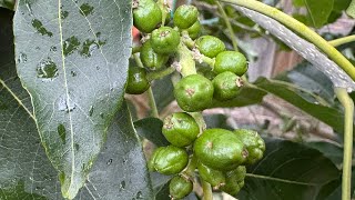 8 White Sapote trees in ground update early of spring 🌼🇦🇺😊 [upl. by Nywde]