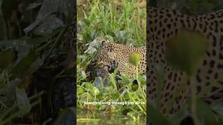 Jaguar attacks Caiman  nature jungle safari wildlife leo bigcats lion [upl. by Asserrac]