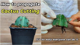 How to Propagate Cactus Cutting Stenocereus Pruinosus [upl. by Takakura]