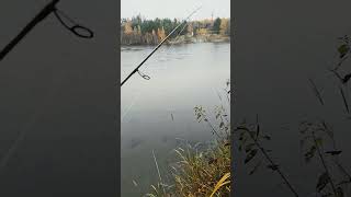 Lilla harr viken 🎣 fiske fishing norrland autumn höst Rain indalsälven [upl. by Eintroc]