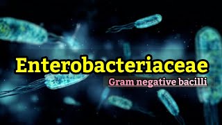 Enterobacteriaceae family Causes Symptoms identification Transmission amp classification English [upl. by Nossyla]