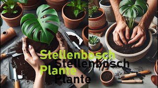 16 Nov P3  Stellenbosch Plante by ACRY  South Africa [upl. by Ddarb]