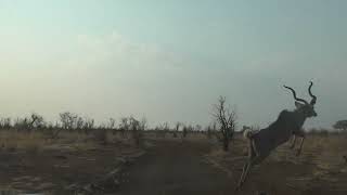 30092024 Hwange NP Kudo crossing YT [upl. by Schlosser]