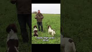 Do You Struggle To Keep Your Spaniel Under Control Watch This springerspaniel dogtrainer dogs [upl. by Nuri978]