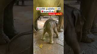 Chiki Chiki Bom Bom Rosa Kele Api ytshorts short trending Song Tiktok shortvideo Elephant 😂😁 [upl. by Imyaj998]