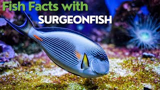 The Fascinating World of Surgeonfish A Short Documentary [upl. by Ahsir]