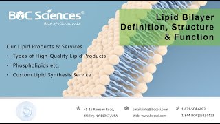 Lipid Bilayer Definition Structure amp Function  Phospholipid Bilayer  BOC Sciences [upl. by Drof]