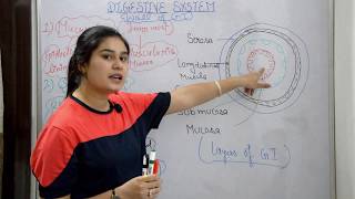 Digestive system anatomy amp physiology in hindi  functions  walls  layers of GI tract [upl. by Eelrihs277]