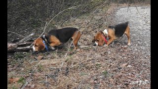 Skyviews Beagles Sky And Tracy Walk Rabbit Up Hard Base Road And Turn It In 31624 [upl. by Madlin76]