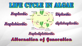 Life cycle of algae  Alternation of generation  Life cycle of Ulva [upl. by Ennaoj]