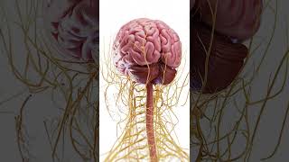 🧠 Explore the Complex Anatomy of the Brain 🧠 anatomy [upl. by Birkle]