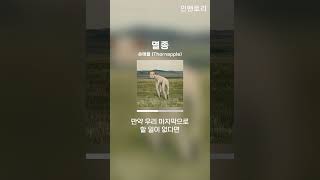 멸종  쏜애플 Thornapple [upl. by Graubert]