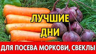 Когда сеять морковь свеклу редис весной 2024 по лунному календарю Лунный посевной календарь 2024 [upl. by Domini]